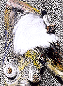 Elke Krystufek: Leopard Lily, 1998 (Zum Vergr��ern anklicken)