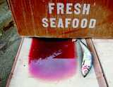 Mmh, frischer Fisch! Und das Meer ist auch so gschmackig gut durchblutet. (Willy Puchner war in New York.) Willy Puchner