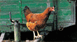 Falters Reisef�hrer