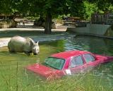 Wer hat hier Vorrang: Nashorn oder Mercedes?