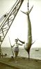 Hemingway-Mythos und Sprinter der Ozeane