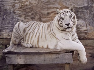 Artikelbild: Tiere, die in enger Beziehung zum Menschen leben, porträtiert
 die Fotografin Charlotte Dumas in ihren respektvollen Arbeiten. - Foto: Dumas