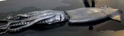 David Zink Yis 
Architeuthis.