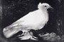 Titelbild