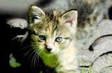 Katzen-Musik-Partitur: Terry Fox komponierte aus dem Schnurren von 
elf Katzen ein Radio-Kunstwerk. Foto: fotolia/Carola Schubbel