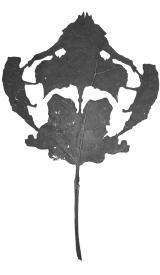 Ein 
Blatt wie ein Rorschachtest: Regula Dettwilers "Schläft ein Lied in
 allen Dingen". Foto: Regula Dettwiler