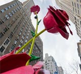 Meterhohe Rosen zieren 
bis Ende Mai 2011 die Park Avenue in NYC.