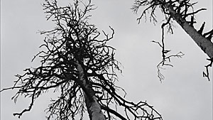 Still: Pumhösl Artikelbild: "Rodtschenko und Pollock haben sogar das gleiche Todesjahr": Florian
Pumhösl verfolgt in "Expressiver Rhythmus" (2010/11) dem Dialog zwischen
Natur und abstrakter Komposition. - Still: Pumhösl