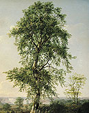 Buche im Sommer, 1814 (Zum Vergrößern anklicken)